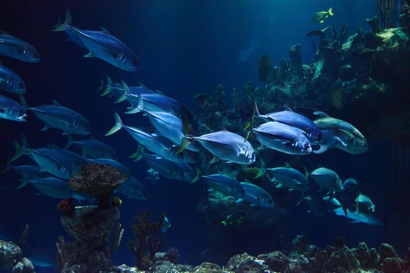 Underwater Theme Decor